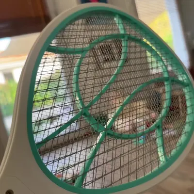La belle raquette